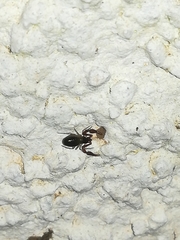 Neobisium