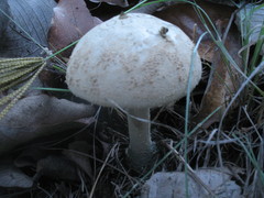 Amanita pelioma