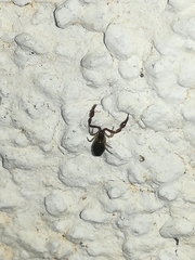 Neobisium