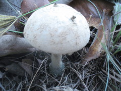 Amanita pelioma