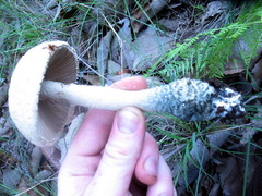 Amanita pelioma