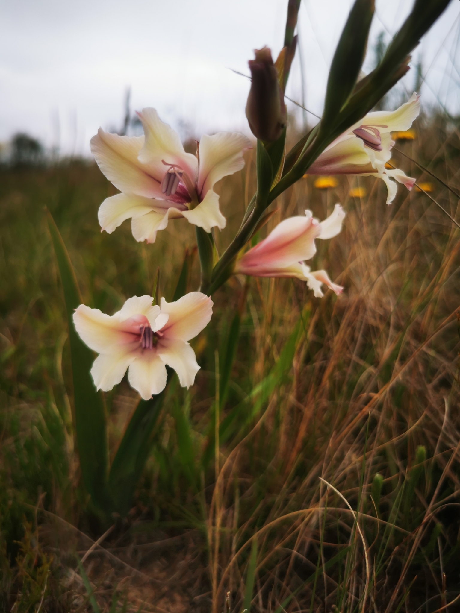 Gladiolus