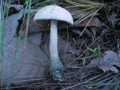 Amanita pelioma