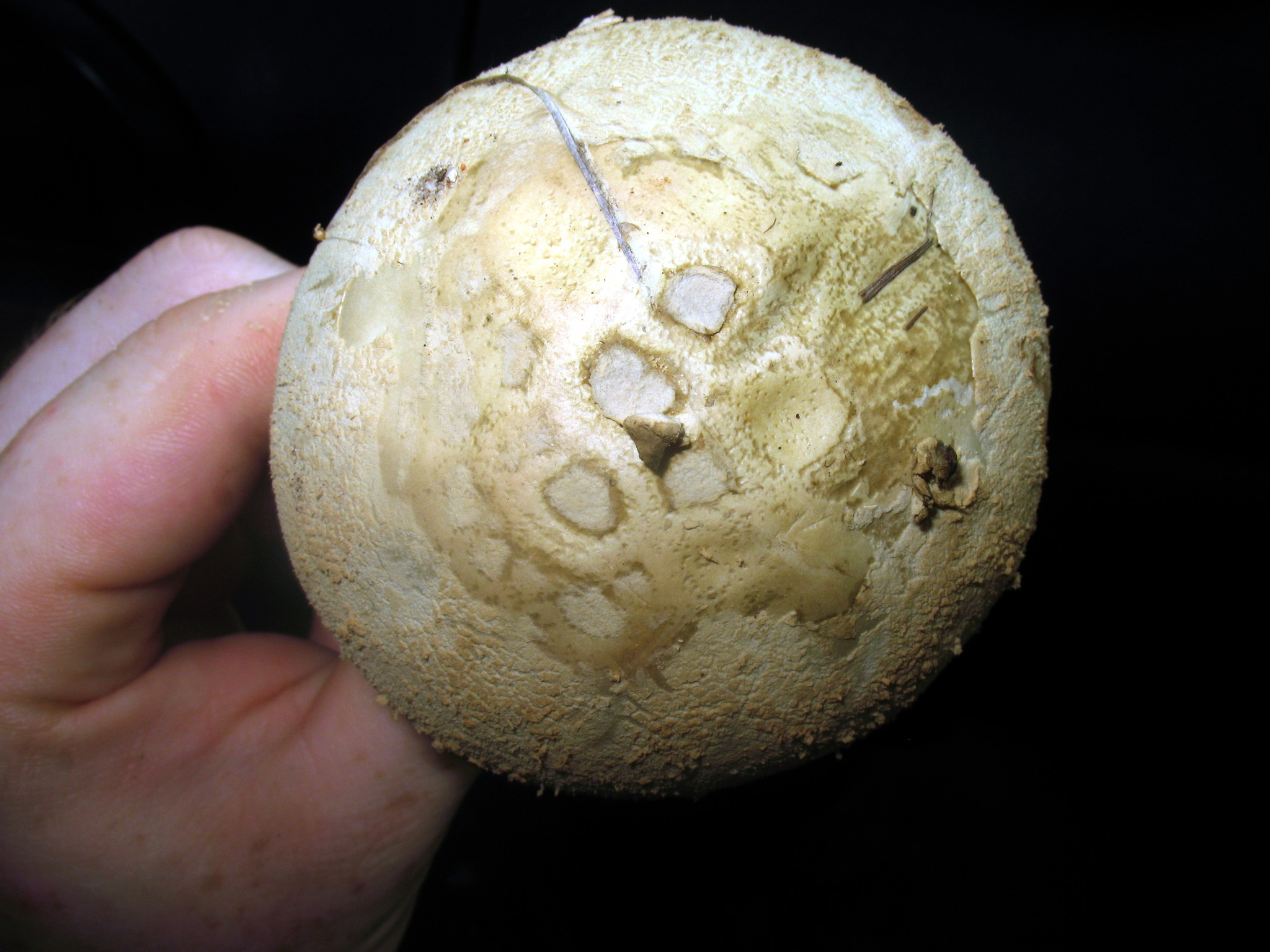 Amanita pelioma image