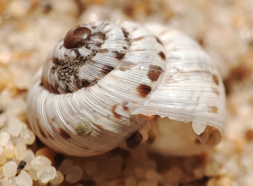 Ichnusomunda