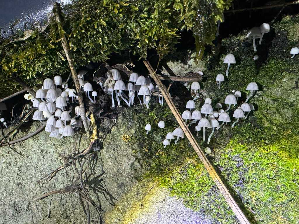 Coprinellus disseminatus · September 2025 · photo: © amandalee543 (iNaturalist, cc0)