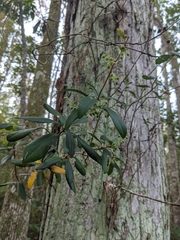 Pieris phillyreifolia