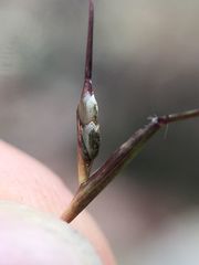 Sporobolus neglectus