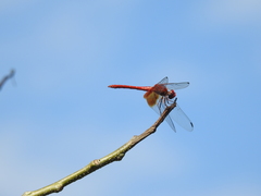 Dythemis maya