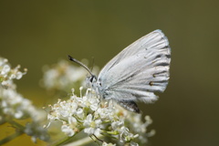 Plebejus anna ricei