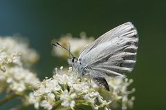 Plebejus anna ricei