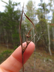 Scleria oligantha