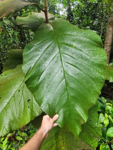 Wild Umbrella (Coccoloba gigantifolia)