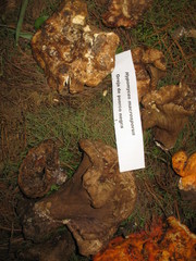 Hypomyces macrosporus
