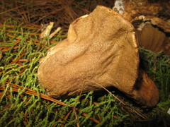 Hypomyces macrosporus