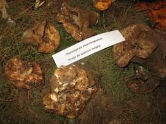 Hypomyces macrosporus