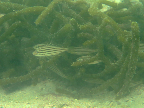 Four lined therapon (Pelates quadrilineatus) — Terapontidae