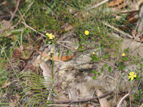 Hibbertia empetrifolia, photograph 6