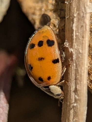 Asian Lady Beetle photographed in Pennsylvania