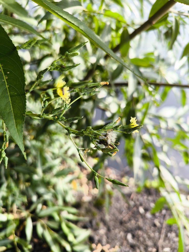 Lactuca sativa