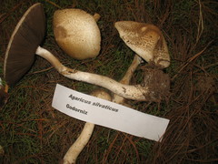 Agaricus tlaxcalensis