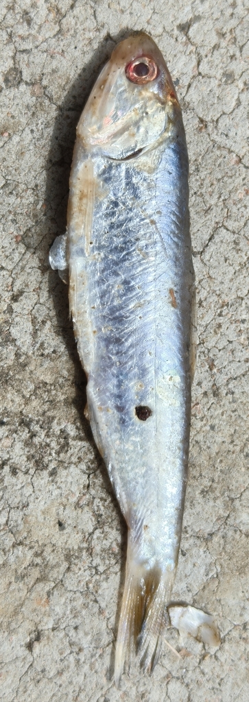 Chefoo thryssa (Thryssa chefuensis) — Engraulidae