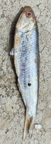 Chefoo thryssa (Thryssa chefuensis) — Engraulidae