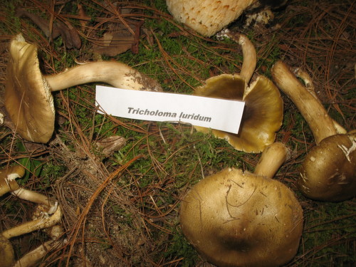 Tricholoma luridum — (c) Alan Rockefeller, some rights reserved (CC BY)