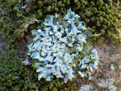 Physcia tribacioides
