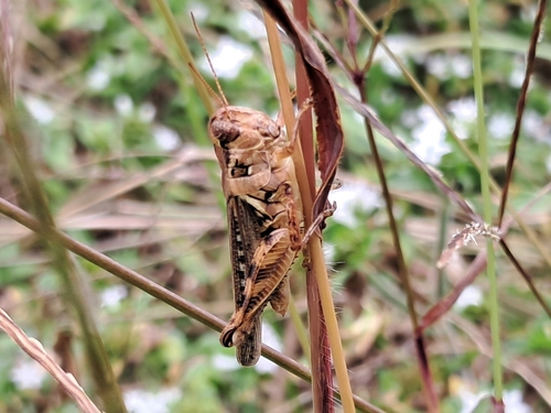 Two-spined Spur-throat Grasshopper photo 5