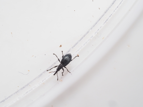 Ceratapion carduorum