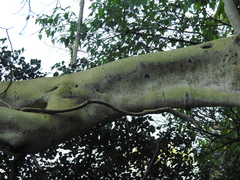 Ficus petiolaris