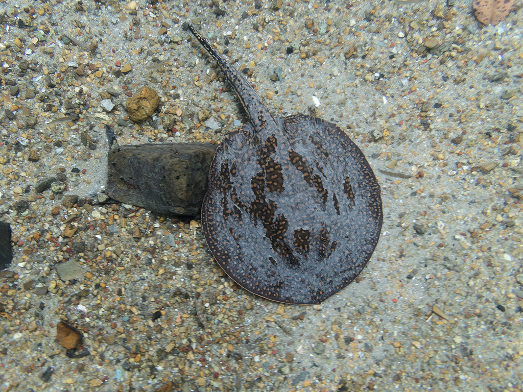 Pantanal Freshwater Stingray