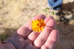 Adenophyllum speciosum