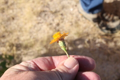 Adenophyllum speciosum
