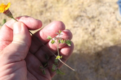 Adenophyllum speciosum