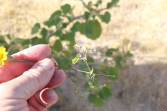 Adenophyllum speciosum