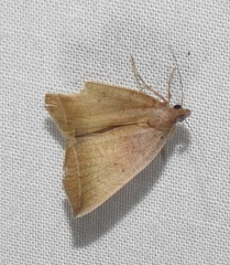 Simplicia armatalis