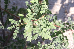 Indigofera fruticosa