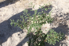 Indigofera fruticosa