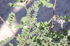 Indigofera fruticosa