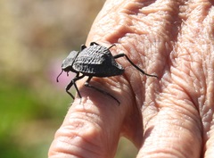 Philolithus aegrotus