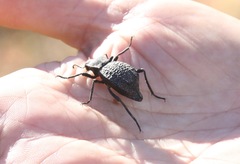 Philolithus aegrotus