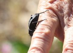 Philolithus aegrotus