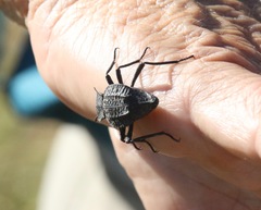 Philolithus aegrotus