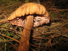Laccaria nobilis
