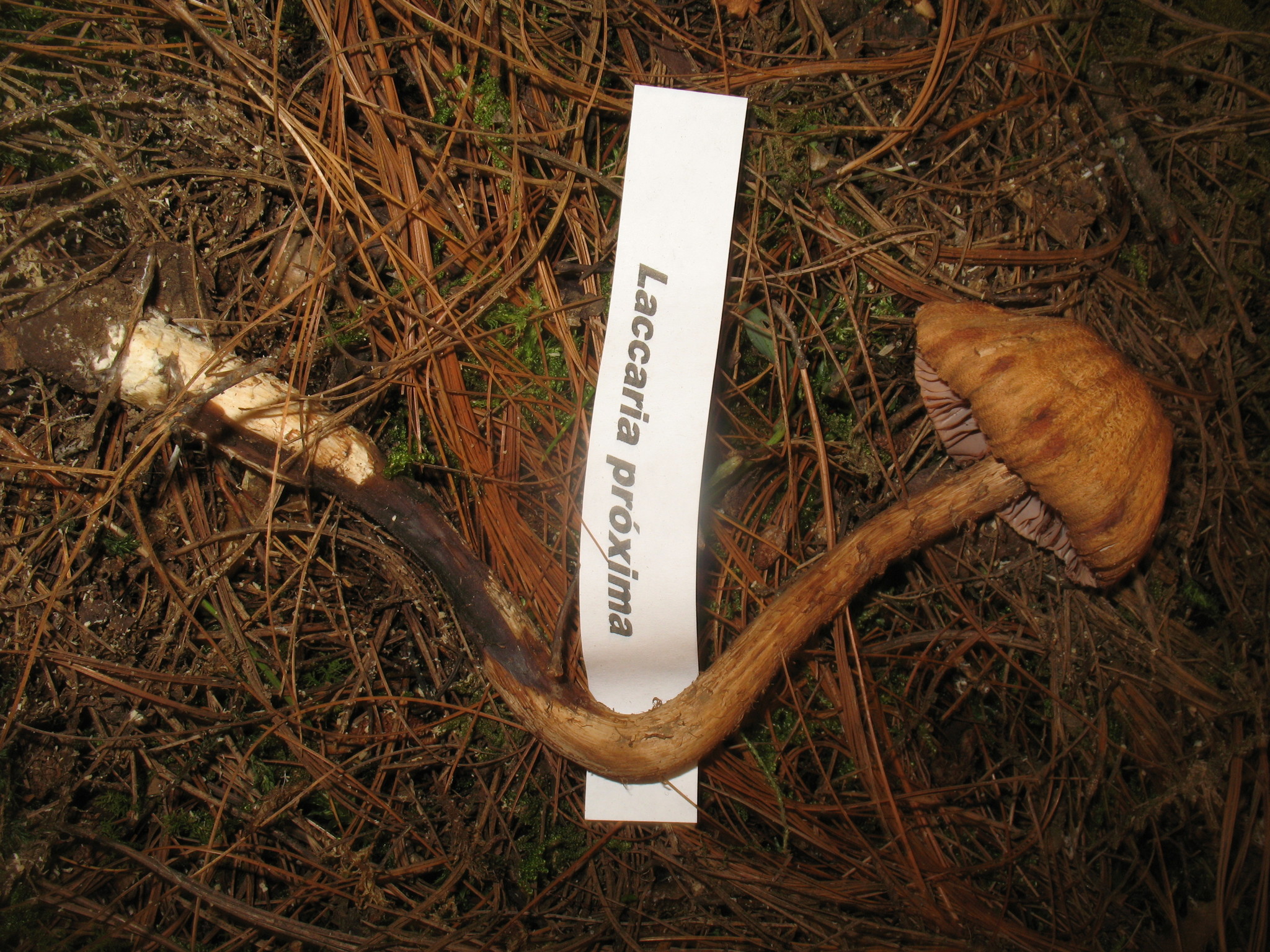 Laccaria nobilis image