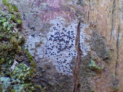 Opegrapha