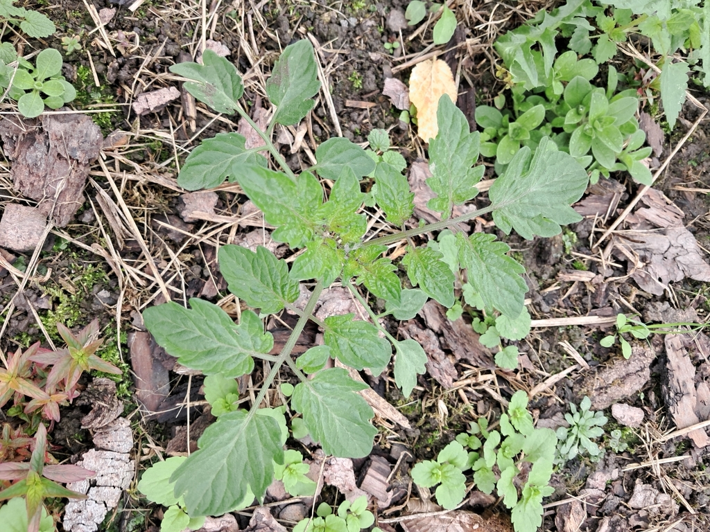 Solanum lycopersicum