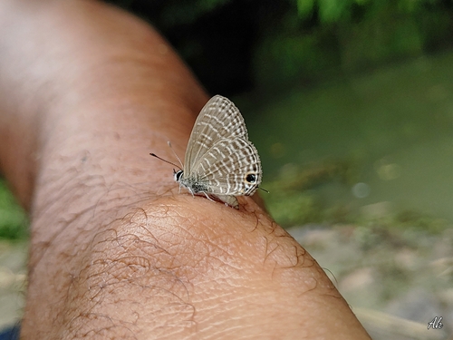 Small Fourline Blue